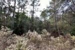 Property photo for land for sale in Suwannee County Florida