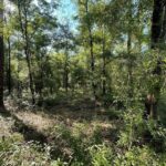 Property photo for land for sale in Levy County Florida