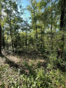 Property photo for land for sale in Levy County Florida