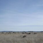 Property photo for land for sale in Torrance County New Mexico