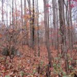 Property photo for land for sale in Washington County Virginia