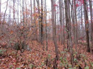 Property photo for land for sale in Washington County Virginia