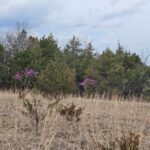 Property photo for land for sale in Ozark County Missouri