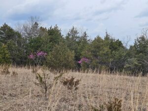 Property photo for land for sale in Ozark County Missouri