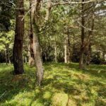 Property photo for land for sale in  County Panama