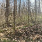 Property photo for land for sale in Allen County Kentucky