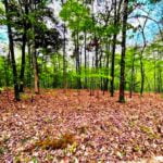 Property photo for land for sale in Fulton County Arkansas