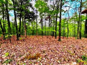 Property photo for land for sale in Fulton County Arkansas