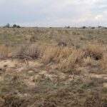 Property photo for land for sale in Torrance County New Mexico