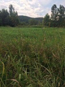 Property photo for land for sale in Izard County Arkansas