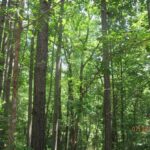 Property photo for land for sale in Lunenburg County Virginia