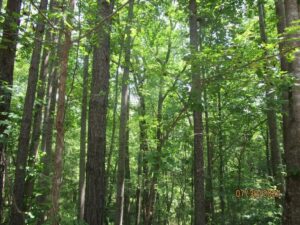 Property photo for land for sale in Lunenburg County Virginia