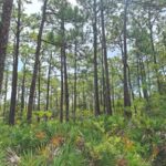 Property photo for land for sale in Citrus County Florida