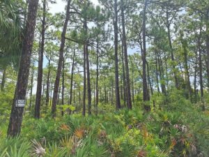 Property photo for land for sale in Citrus County Florida