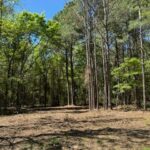 Property photo for land for sale in Titus County Texas