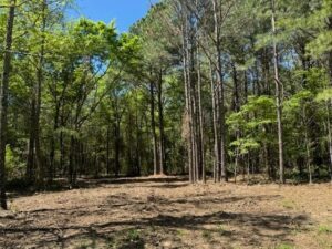 Property photo for land for sale in Titus County Texas