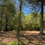 Property photo for land for sale in Titus County Texas