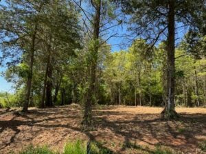 Property photo for land for sale in Titus County Texas