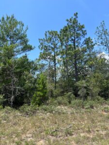 Property photo for land for sale in Washington County Florida