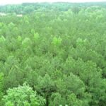 Property photo for land for sale in Fairfield County South Carolina