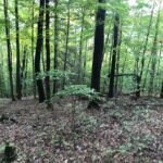 Property photo for land for sale in Hancock County Tennessee