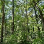 Property photo for land for sale in Suwannee County Florida