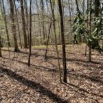 Property photo for land for sale in Butler County Alabama