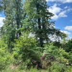 Property photo for land for sale in Union County Arkansas