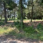 Property photo for land for sale in Titus County Texas