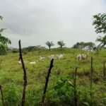 Property photo for land for sale in  County Panama