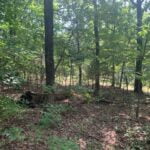 Property photo for land for sale in Baxter County Arkansas