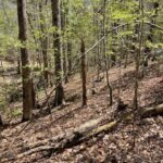 Property photo for land for sale in Butler County Alabama