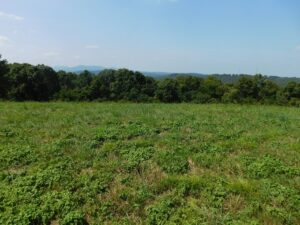 Property photo for land for sale in Newton County Arkansas