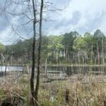 Property photo for land for sale in Calhoun County Arkansas