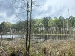 Property photo for land for sale in Calhoun County Arkansas