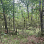 Property photo for land for sale in La Salle County Louisiana