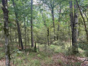 Property photo for land for sale in La Salle County Louisiana