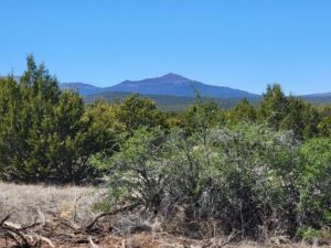 Property photo for land for sale in Torrance County New Mexico