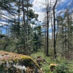 Property photo for land for sale in Penobscot County Maine