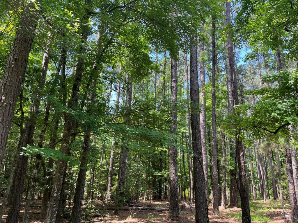 Property photo for land for sale in Ouachita County Arkansas