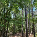 Property photo for land for sale in Ouachita County Arkansas