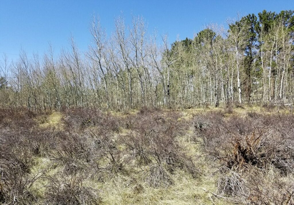 Property photo for land for sale in Larimer County Colorado