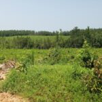 Property photo for land for sale in Ouachita County Louisiana