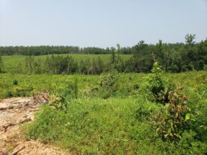 Property photo for land for sale in Ouachita County Louisiana