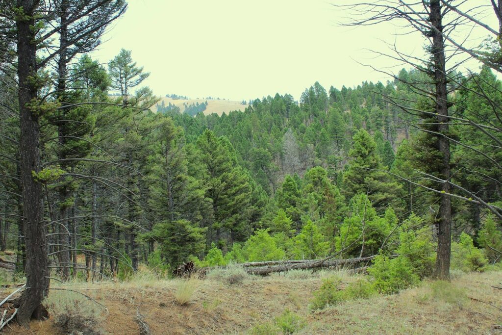 Property photo for land for sale in Jefferson County Montana