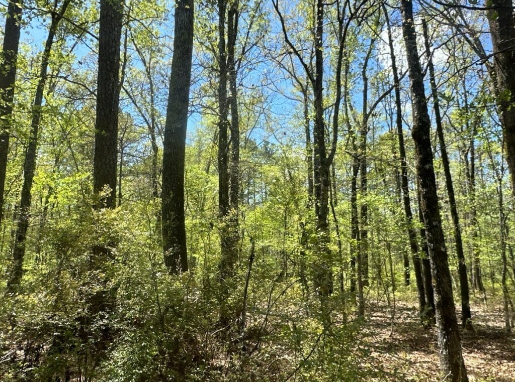 Property photo for land for sale in Calhoun County Arkansas