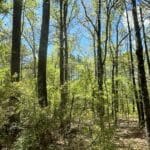 Property photo for land for sale in Calhoun County Arkansas