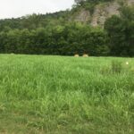 Property photo for land for sale in Izard County Arkansas