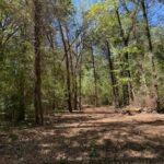 Property photo for land for sale in Titus County Texas