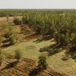 Property photo for land for sale in Levy County Florida